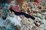 Actinopyga palauensis-Komodo Manta Allay-32m-20160807-Denis-ADER-DSC_0541_tn